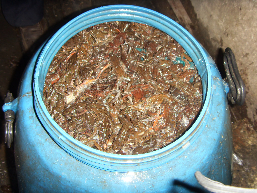 SDC16491.JPG