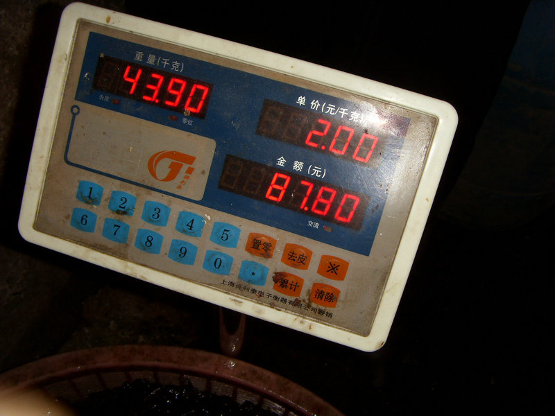 SDC16574.JPG