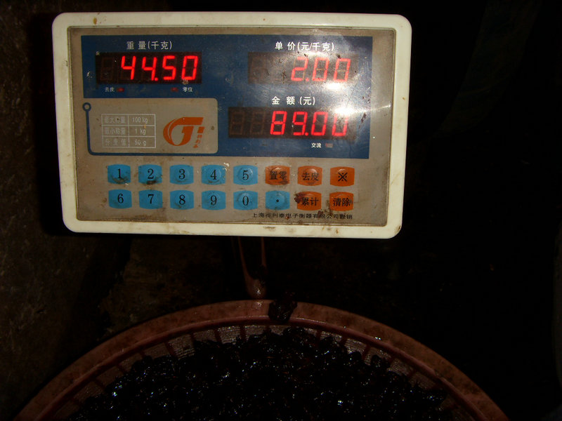 SDC16571.JPG