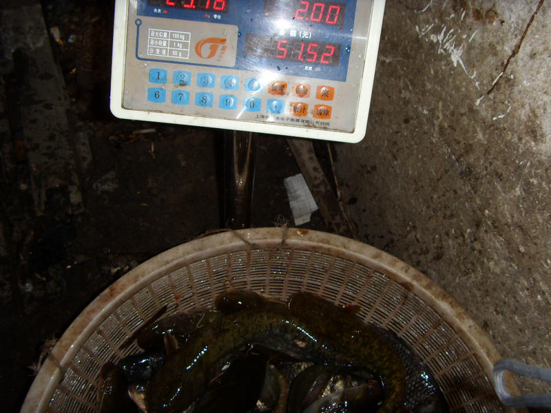 SDC17438.JPG