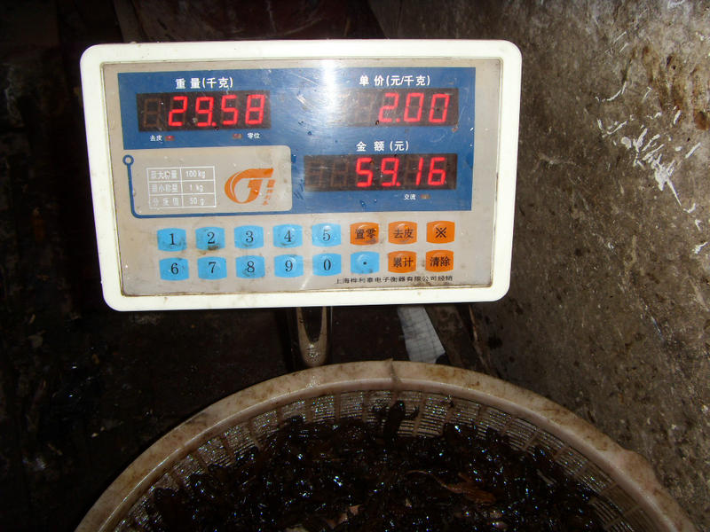 SDC17465.JPG