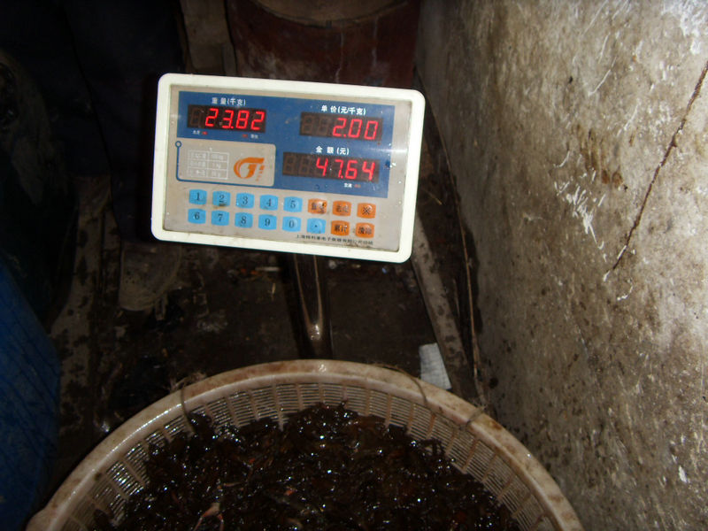 SDC17454.JPG