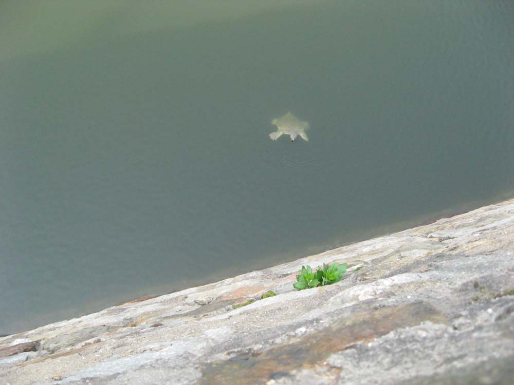 Ƭ 042.jpg
