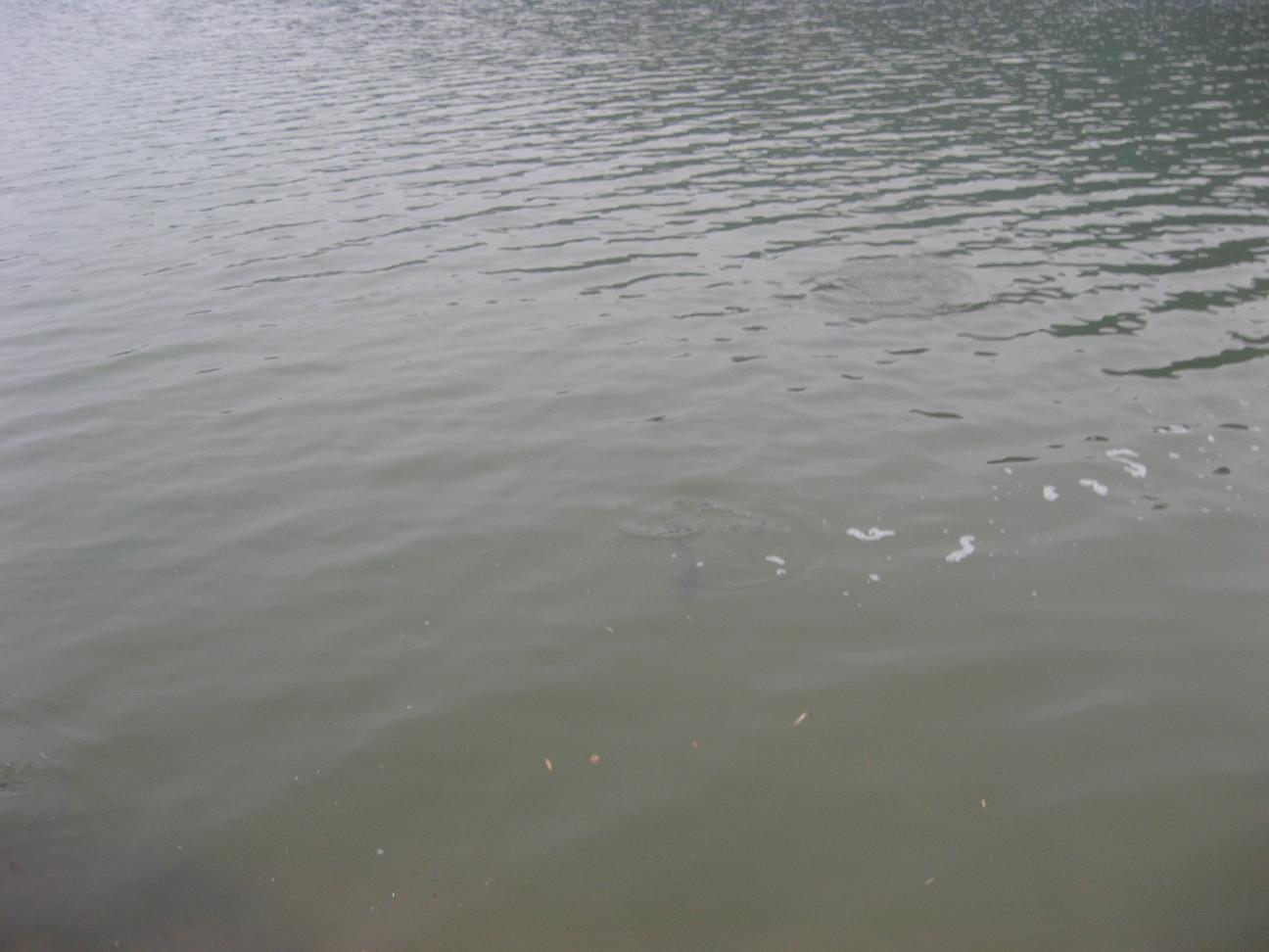 Ƭ 037.jpg