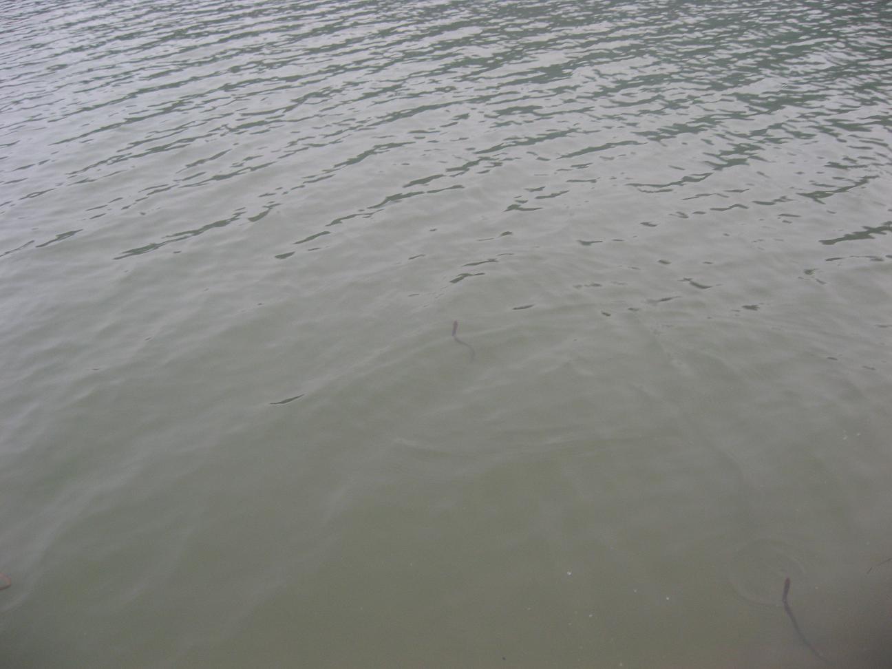 Ƭ 034.jpg