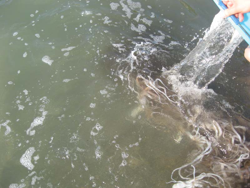 Ƭ 099.jpg
