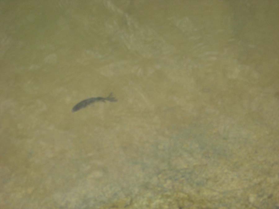 IMG_1439.jpg