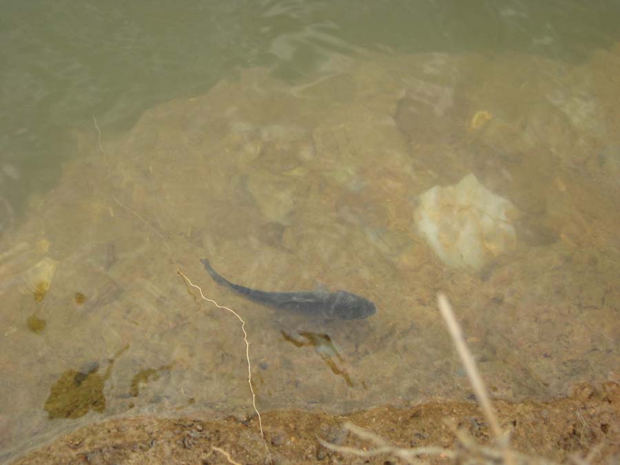 IMG_1427.jpg
